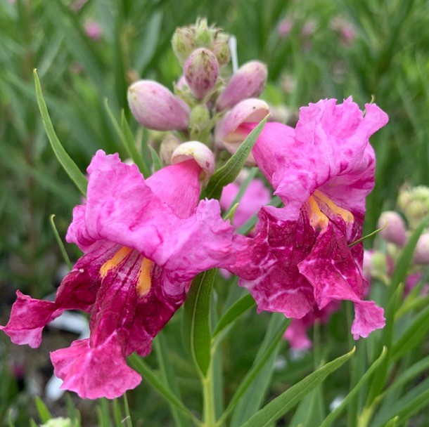 Desert Willow 'Bubba'